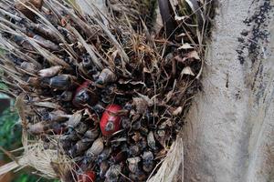 selective focus on damaged oil palm fruit and crop failure causes prices to fall photo