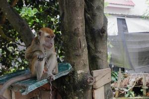 selective focus on a long-tailed monkey tied with an iron chain around its neck, a wild animal that is kept as a resident's pet photo