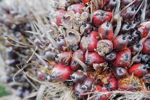 selective focus on damaged oil palm fruit and crop failure causes prices to fall photo