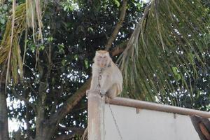 enfoque selectivo en un mono de cola larga atado con una cadena de hierro alrededor de su cuello, un animal salvaje que se mantiene como mascota de un residente foto