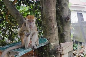 selective focus on a long-tailed monkey tied with an iron chain around its neck, a wild animal that is kept as a resident's pet photo