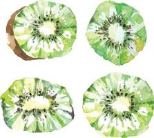 kiwi fruit painted with watercolor.Fruits are rich in vitamin C for good health. vector