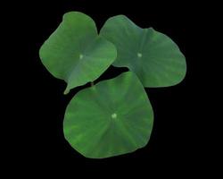 Nelumbo nucifera or Lotus or Water lily leaves. Close up beautiful green leaves of lotus isolated on black background. The side of exotic green leaf. photo