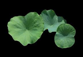 Lotus leaves or Nelumbo nucifera leaves. Close up green leaf of lotus flowers bush isolated on black background. The side of lily pad. photo