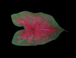 hoja de ventilación de caladium o caladium bicolor. cierre hojas verdes y rojas exóticas aisladas sobre fondo negro. foto