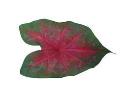 Caladium or Caladium Bicolor Vent leaf. Close up exotic green and red leaves isolated on white background. photo