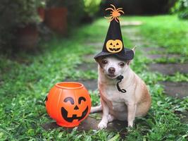 perro chihuahua de pelo corto con sombrero de bruja de halloween decorado con cara de calabaza y araña, sentado en baldosas de cemento en el jardín con cesta de calabaza de halloween de plástico.