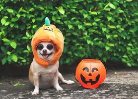 retrato de perro chihuahua de pelo corto marrón con gafas de sol y sombrero de calabaza de halloween sentado en el suelo de cemento y fondo de hojas verdes con cesta de calabaza de halloween de plástico. foto