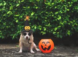 perro chihuahua de pelo corto con gafas de sol y sombrero de bruja de halloween decorado con cara de calabaza y araña, sentado en el suelo de cemento en el jardín con una cesta de calabaza de halloween de plástico. foto