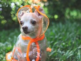 short hair chihuahua dog wearing rain coat hood sitting on green grass in the garden. looking away curiously. photo