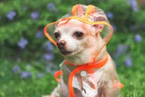 brown short hair chihuahua dog wearing rain coat hood sitting in the garden with green and purple flowers background,, looking sideway with copy space. photo