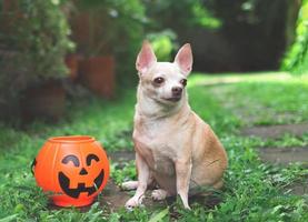 perro chihuahua de pelo corto sentado en baldosas de cemento en el jardín con cesta de calabaza de halloween de plástico. foto