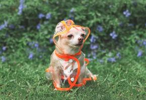 brown short hair chihuahua dog wearing rain coat hood sitting in the garden with green and purple flowers background, looking away. photo