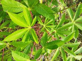 cassava tree in the garden photo