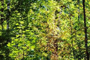 yellow leaves of Rowan tree in green woods photo