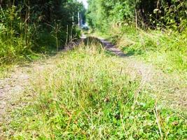 green grass close up on country road in forest photo