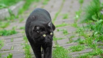 gato preto da dobra escocesa andando ao ar livre, perto da casa de campo video