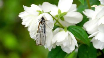 aporia crataegi, svart ådrad vit fjäril i vild, på blomma av jasmin. video