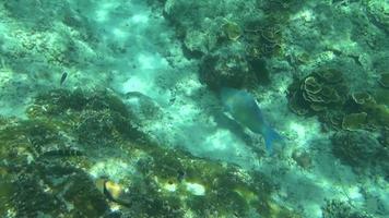 tropisk undervattensvärld, similanöarna, thailand video