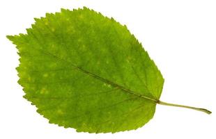 green leaf of ash-leaved maple tree isolated photo