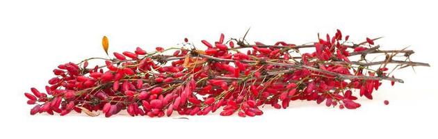 red berberis sprig with ripe fruits on white photo