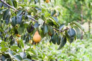 branch with ripe pear fruits in garden in summer photo