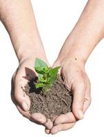 manos campesinas con tierra y brotes verdes foto