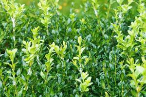 wet sprigs of buxus after rain photo