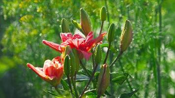 regendruppels op de bloemblaadjes van een bloem roze lelie, slow-motion video