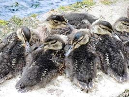 several wild ducklings photo