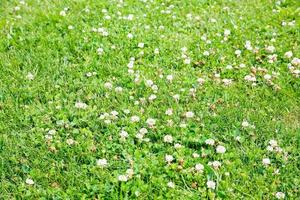 green meadow with white clover flowers photo