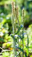 few ears of green wheat at field photo