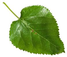 fresh leaf of Morus tree blackberry isolated photo