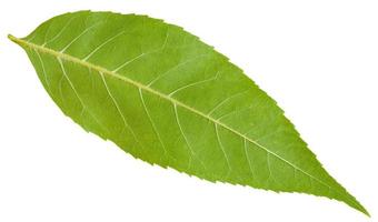 back side of green leaf of Fraxinus excelsior tree photo