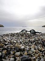 Swimming goggles at Matala beach, Crete, Greece photo