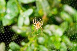 spider on cobweb over boxwood leaves photo