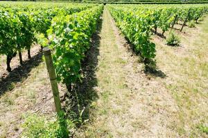 green vineyard in Val de Loire region of France photo