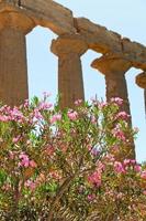 flor de adelfa cerca de las antiguas columnas dorias foto