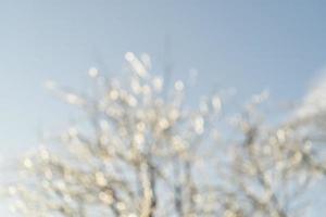 Blurry background of trees against the sky with beautiful bokeh photo