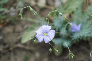 fondo natural con una flor azul sobre una superficie borrosa foto