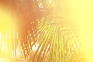 Glowing yellow tropical background with palm leaves photo