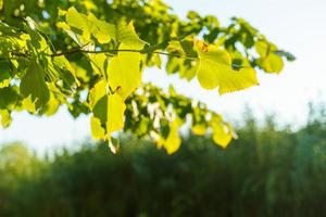 Natural background with green linden leaves photo
