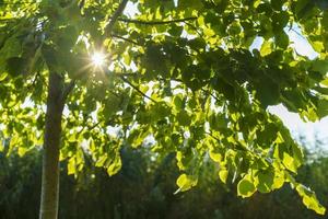 Natural background with green linden leaves photo