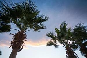 palm trees in sunset sky photo