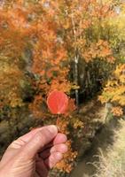 sosteniendo una hoja frente a la colorida exhibición de árboles en temporada de otoño en españa foto