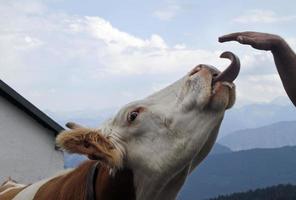 vaca con la lengua sobresaliendo en un pasto de montaña en los alpes foto