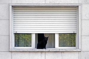 Black cat sitting at a window photo