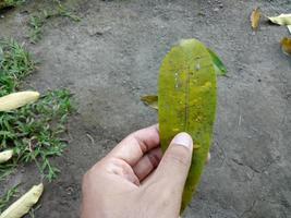 mano de hombre sosteniendo una hoja de árbol de frangipani verde foto