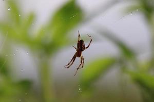 Common Web Spider after the rain photo