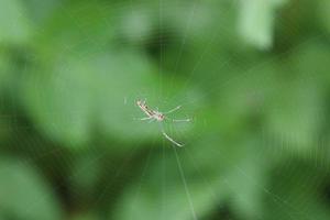 Decorative Silver Orb Web Spider photo